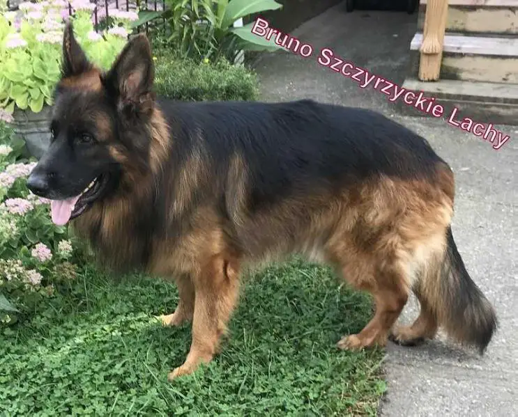 Bruno Szczyrzyckie Lachy