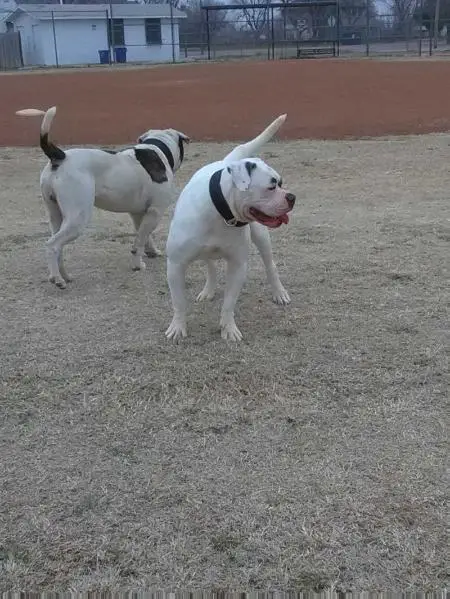 Kansas City Moonshine