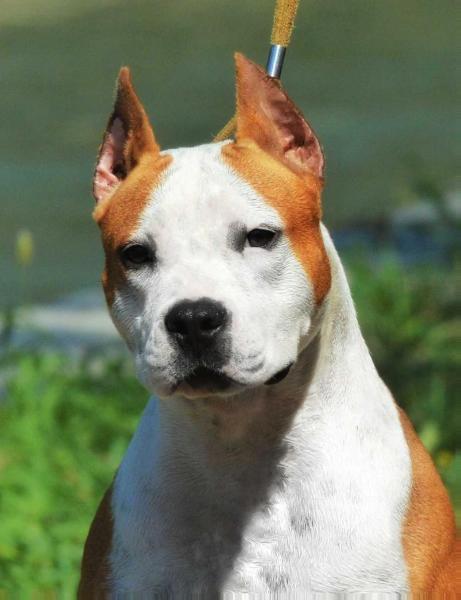 JCH SRB JCWSRB JCHMNE Olivia Dolly Bell