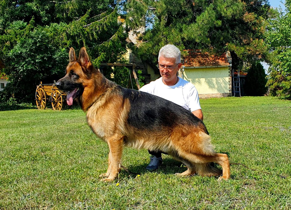 Aron od Tiganjice