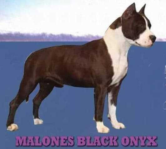 Malones Black Onyx