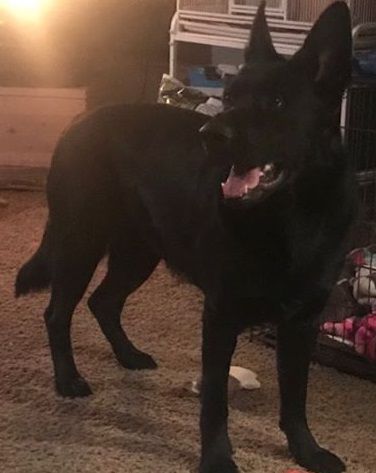 Kato Hirten Bray Hugel