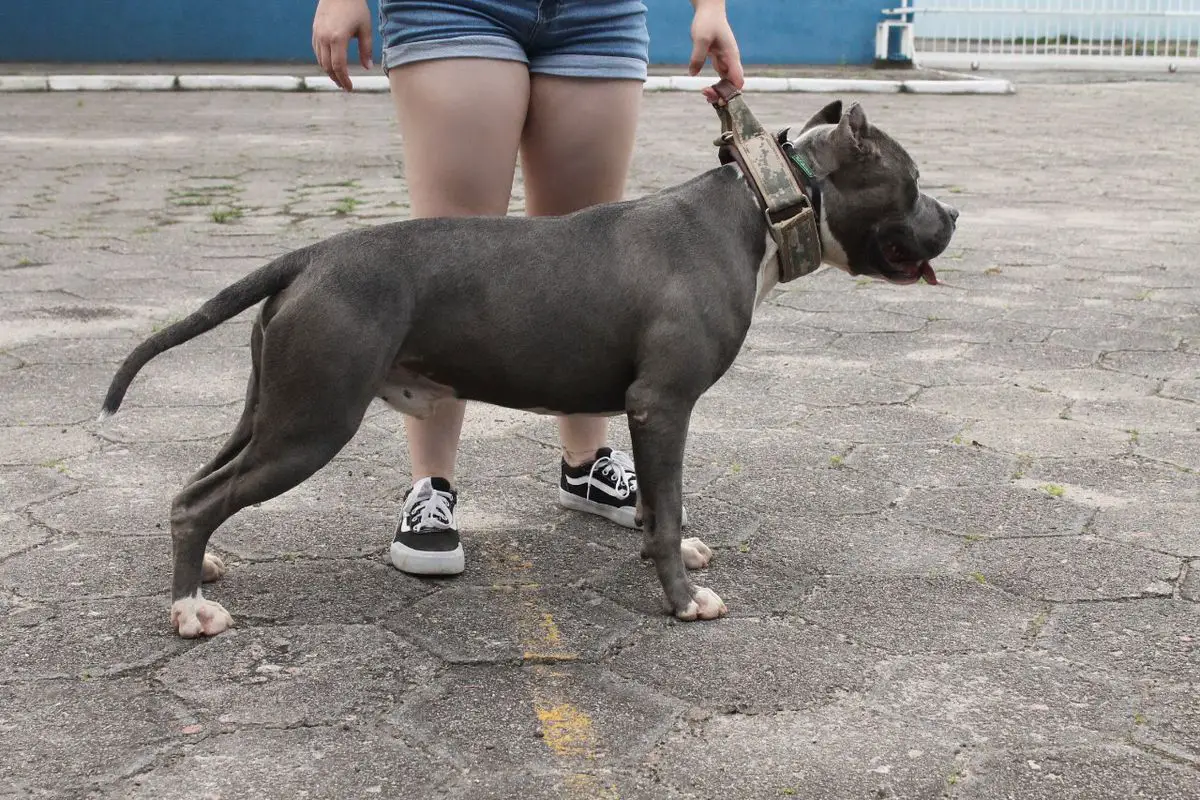 General Origens Bull