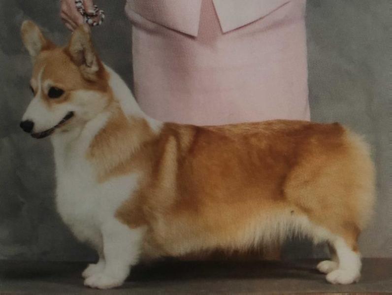 GCH Foxwood An Affair To Remember