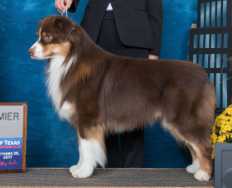 AKC/ASCA CH Testimony's DUCK COMMANDER