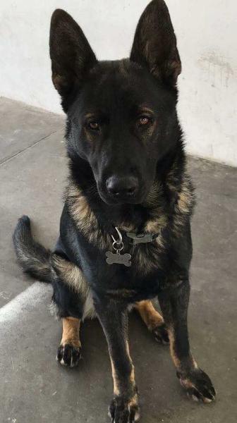 Drako (IRIBE) (2017)