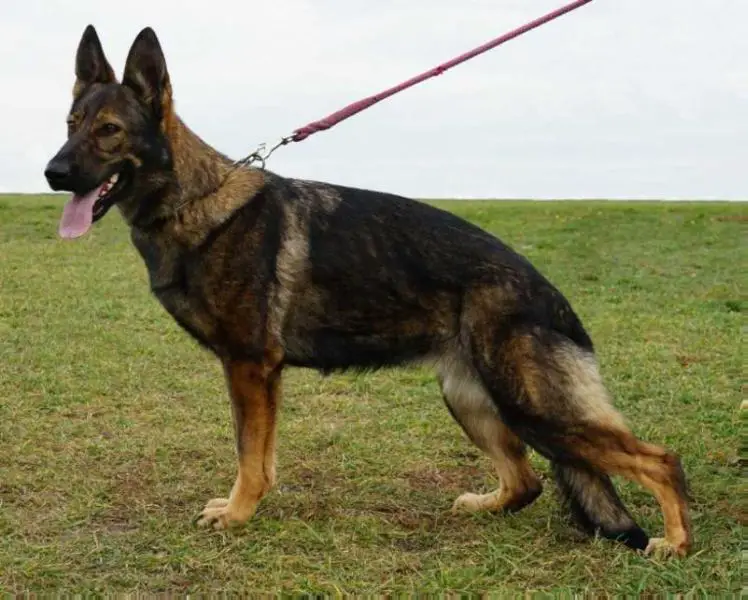 GRACIE z Labskeho privozu