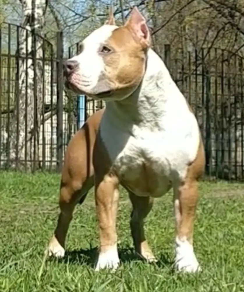 CH RUS Rus Neva - Da Blue Rous