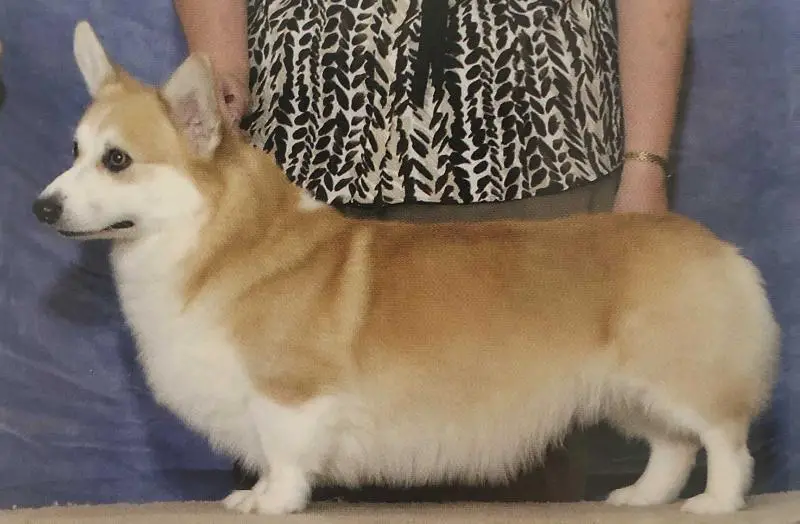 GCH Lustigleben Tifflyn Firesong