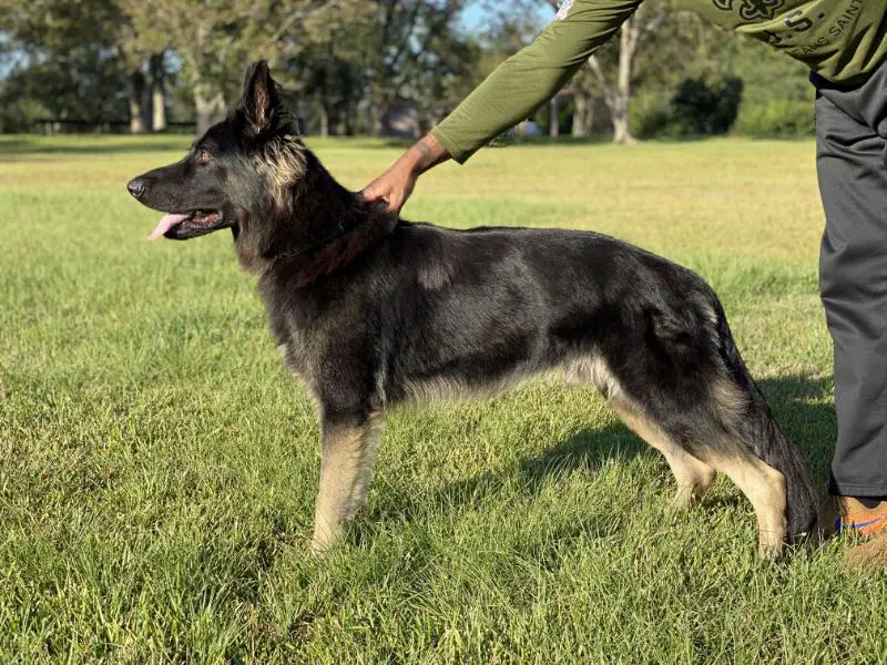 Maximus Von King