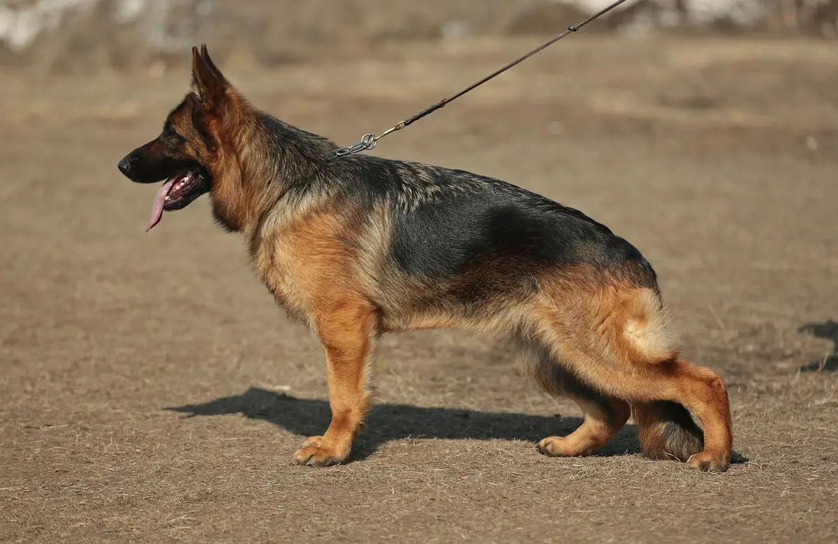 JCHRUS,JCHRKF,JCHNKP,CHRUS,CHRKF,BIS Engelend Yuvetta Yuppi