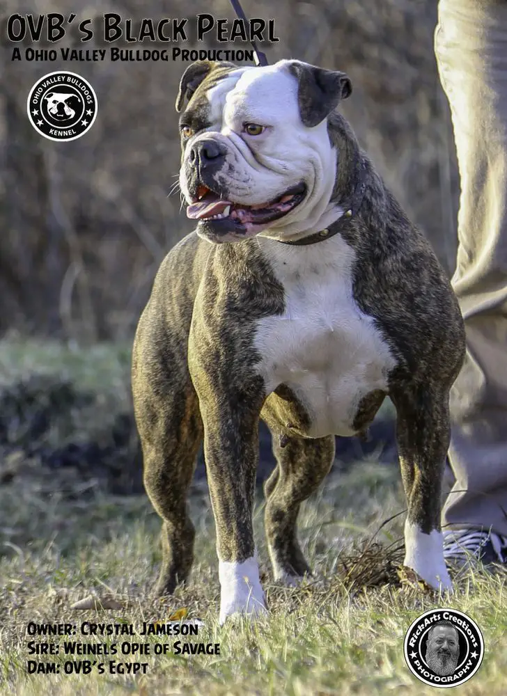 OVB's The Black Pearl