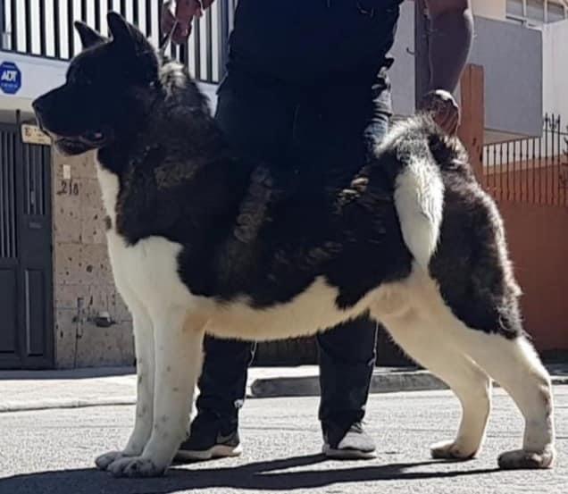 Rex (Herrera) AKA Zapata