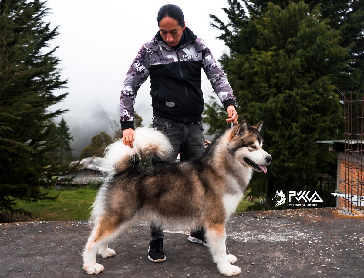 MEX.JCH/CH.EC/GCH.EC ARN ULF "THOR"