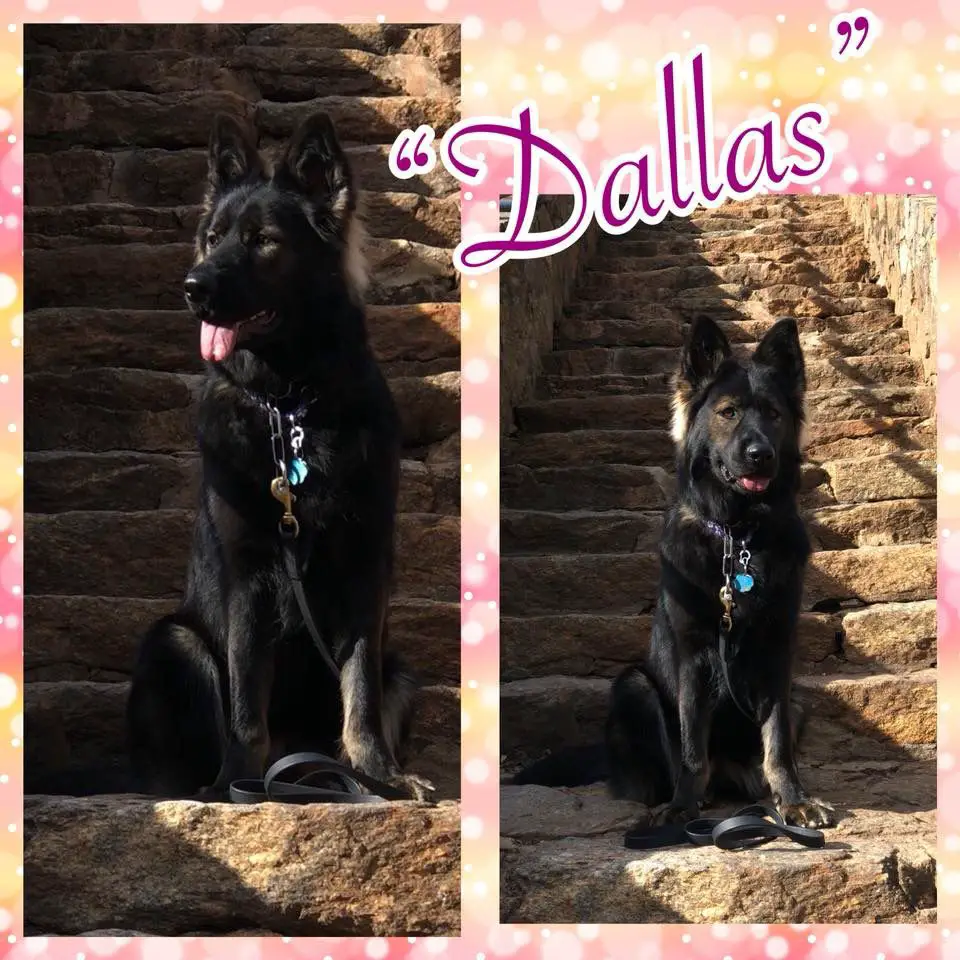 StaFra’s Sweetheart Dallas