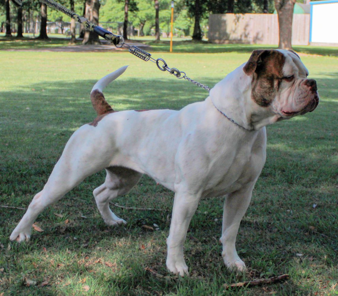 GAB's Blueface of Bay Area Bullies