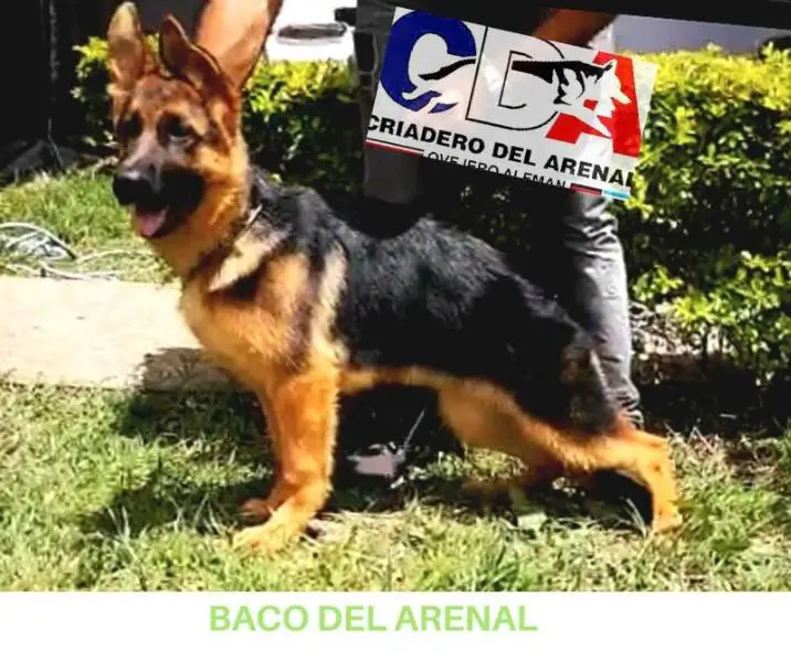 BACO DEL ARENAL