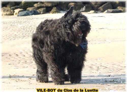 VILE-BOY-OF-THE-WOODS DU CLOS DE LA LUETTE