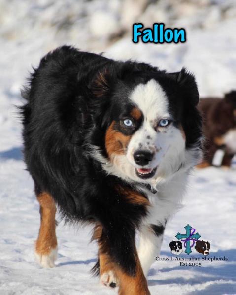 Cross L's Envious Fallon