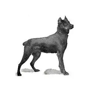 Graf Wedigo von Thuringen