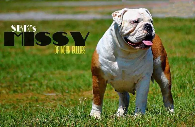 Champion SBK's Missy of Incan Bullies