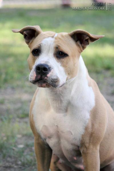 ChRus, ChRKF, Avarus Gloria Barselona Barcino