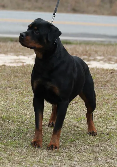 RRR Sascha Zwinger Vom Ballarohaus