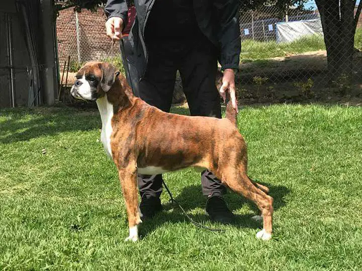 JR's Rich & Famous Pinzon