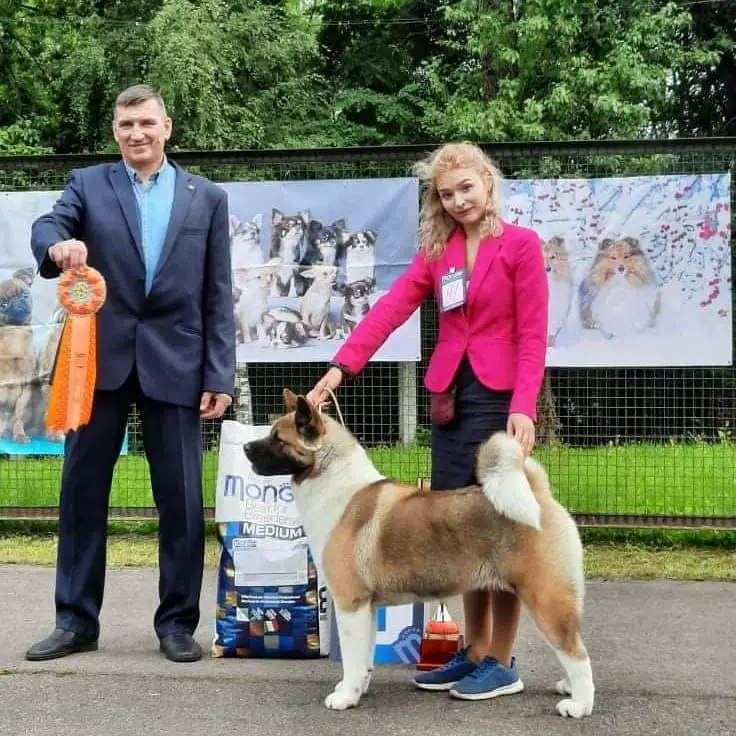 JCH.RUS,CH.RKF,JCH.CLUB,JGrCH,CH.RUS,CH RKF Tomo No Kimi Yashma Kennel Treasure