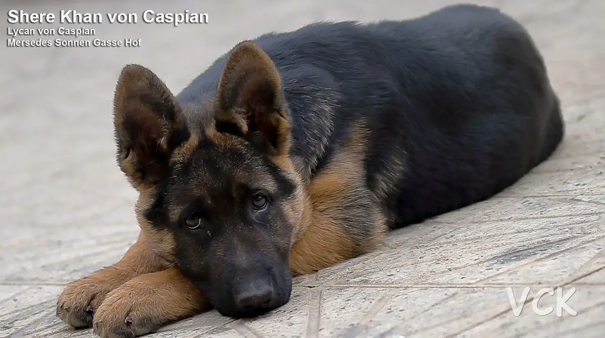 Shere Khan von Caspian