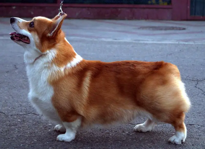 Rus Gerts Adell Ya Ryzhiy Angel