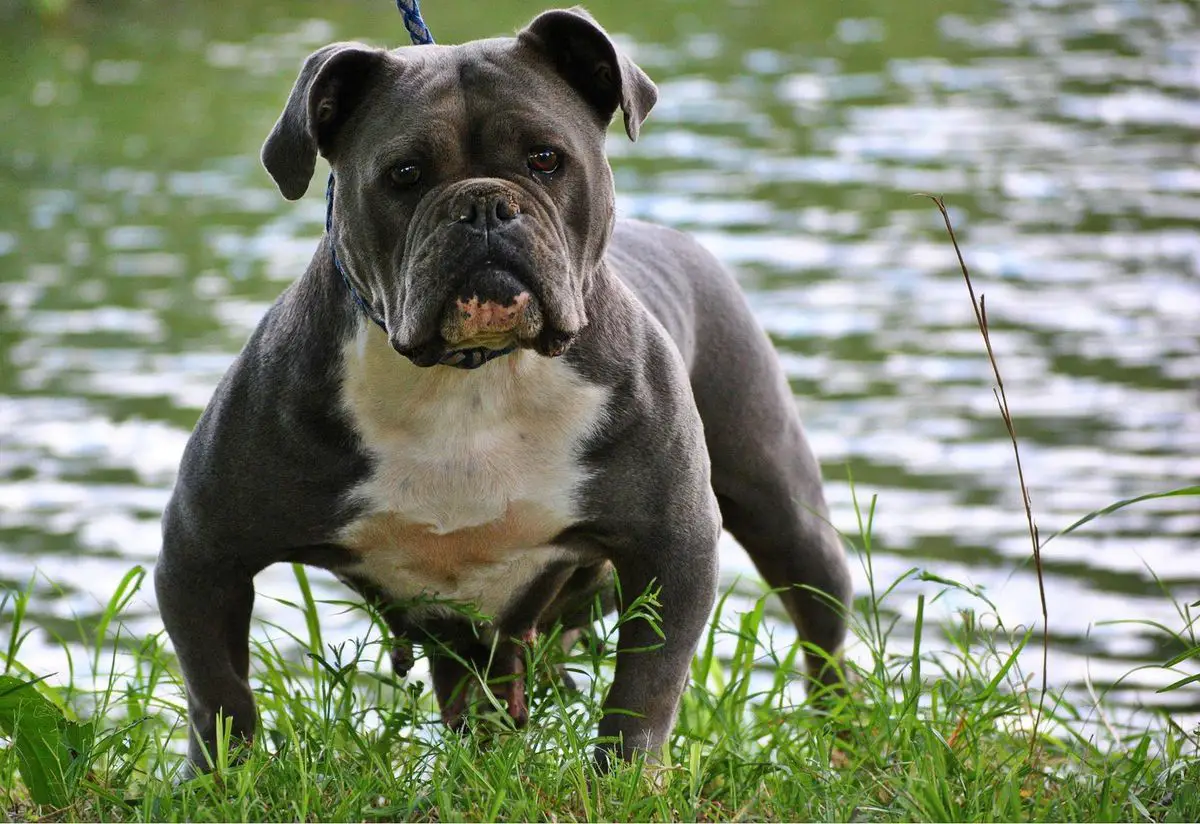 Blue Rhina of Chato Bulldogges