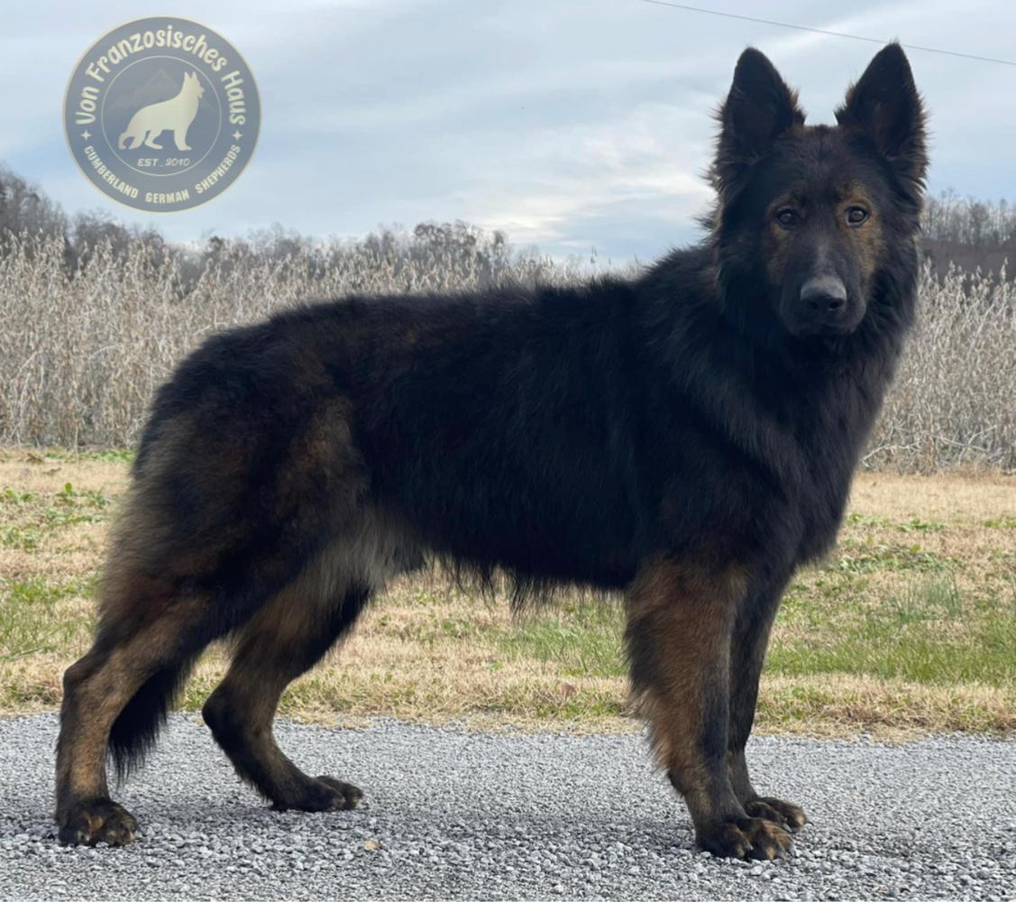 Grisu Um Jeden Preis Von Franzosisches Haus