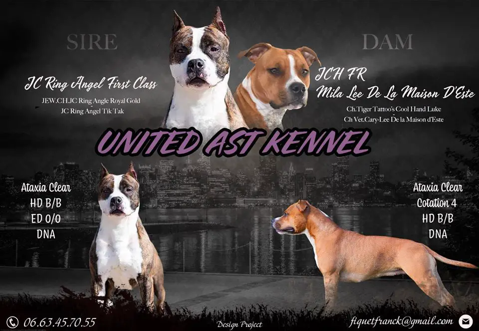 UNITED AST KENNEL PUNKY