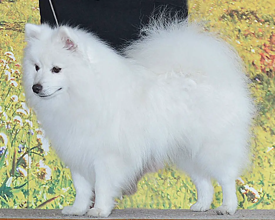 CKC GCHB, UCK CH Wynneiras Double Shot