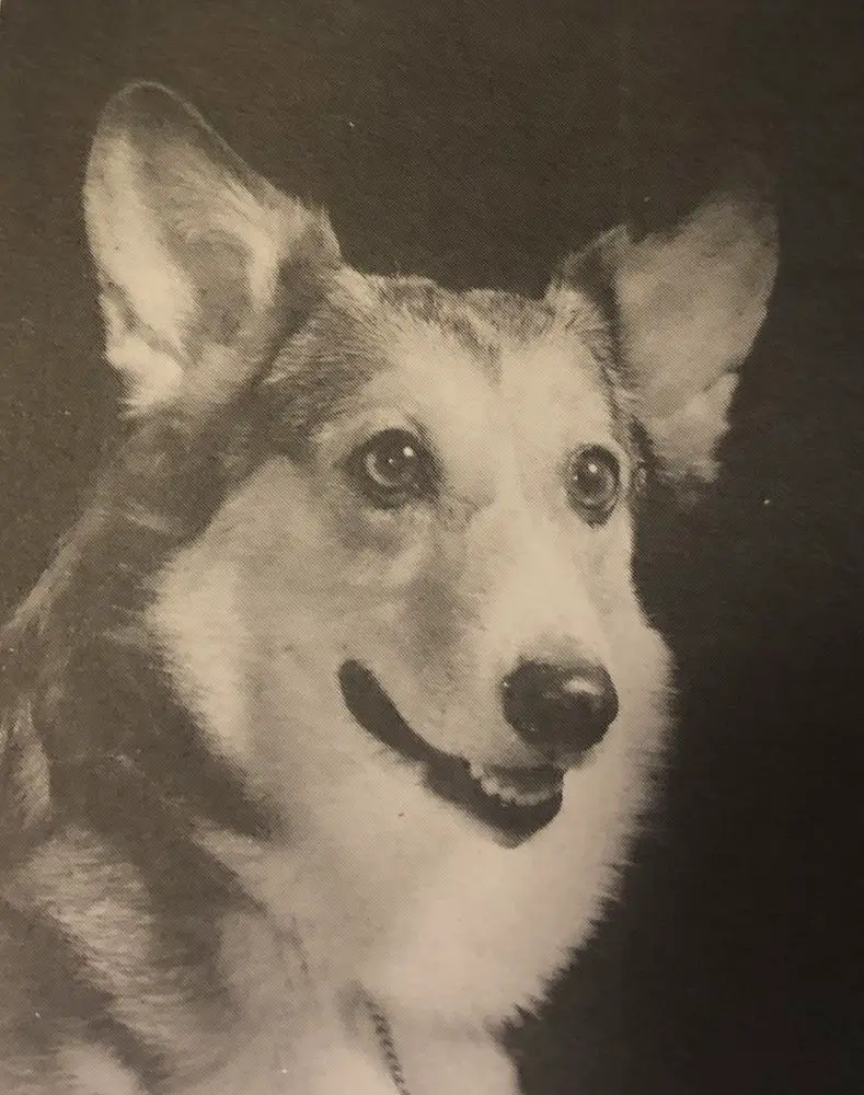 CH Bear Acres Shoe String