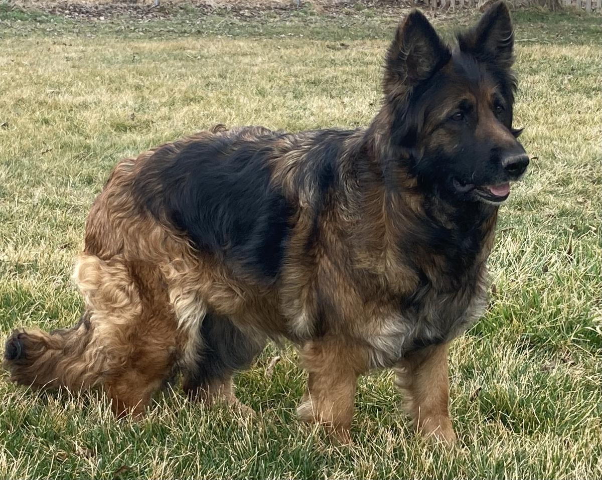 Silver Knights Jovi vom Eichenplatz