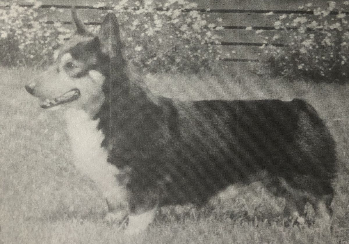 CH Rover Run Minstrel Man