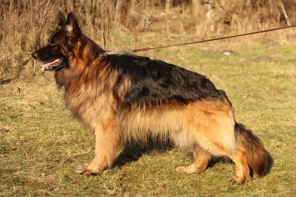 CH.PL AMOR Solecka Sfora