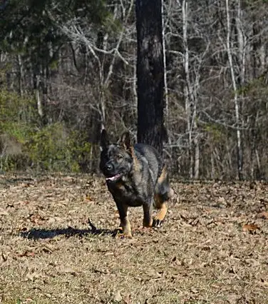 Gustloff Vom Van Den Heuvel