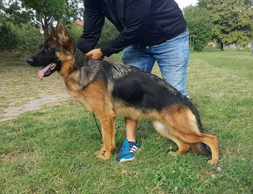 SG1 Yosi vom Ljulin