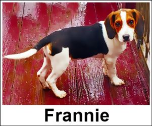 Laneline Freewheeling Frannie
