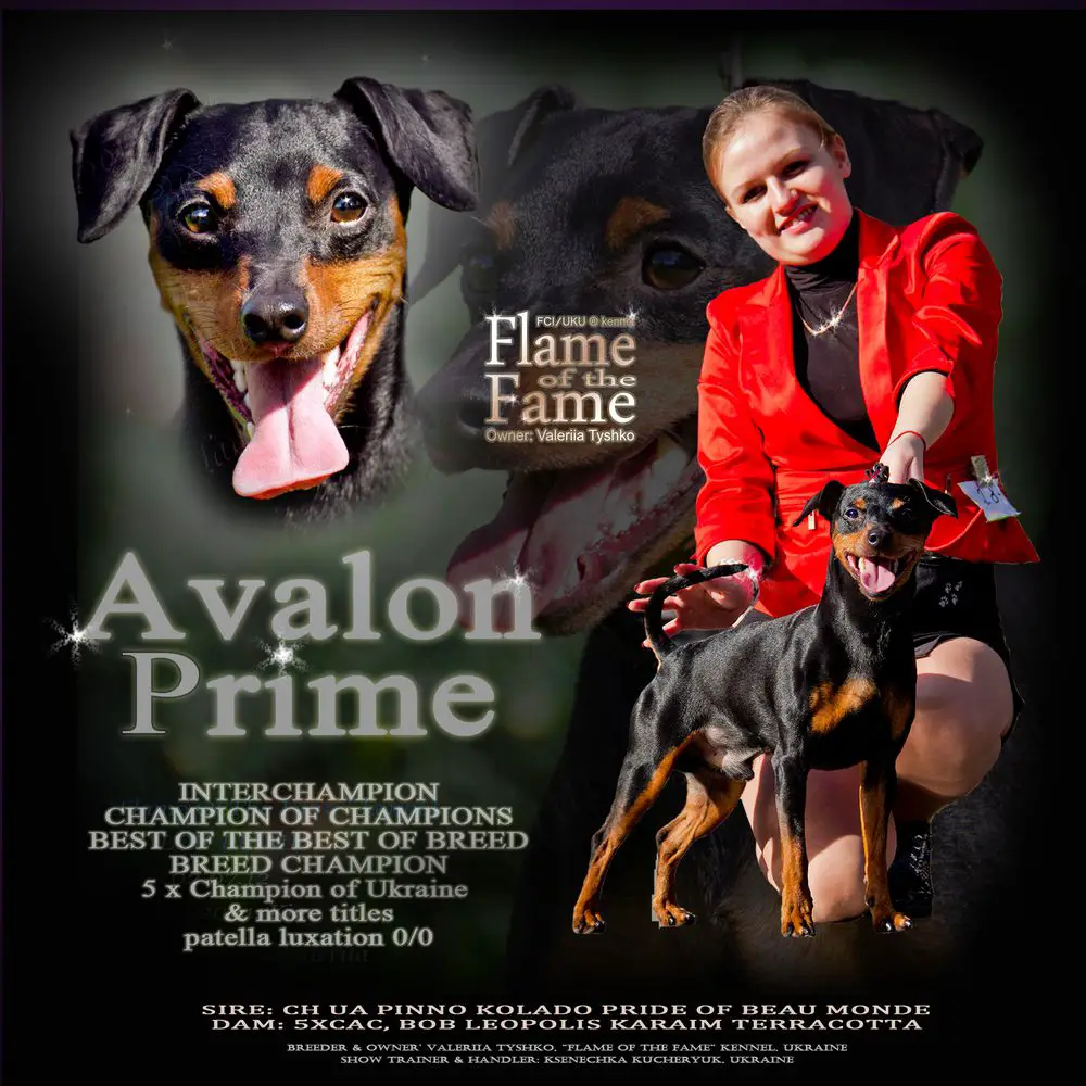 C.I.B.*, Champion Of Champions, 5xCH UA, BBB, CH of breed Flame Of The Fame Avalon Prime