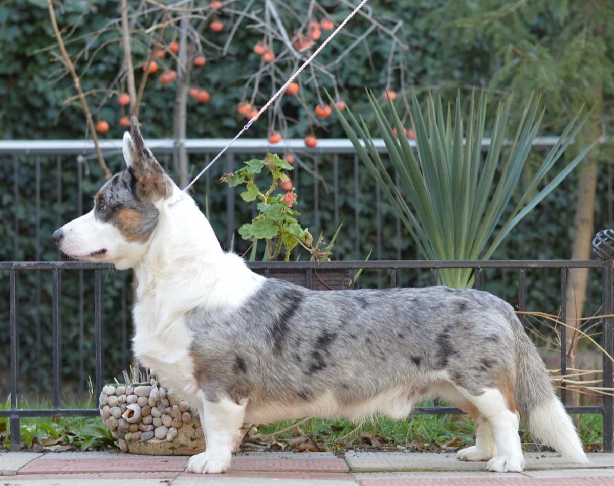 CH GRAND CH RUS CH RKF CH BREED CLUB SEVASTOPOLSKIY VALS EVGENII ONEGIN