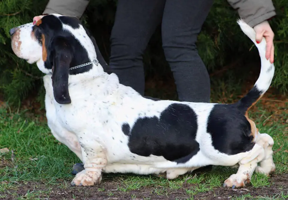 Yeti Z Polany Klapouchego