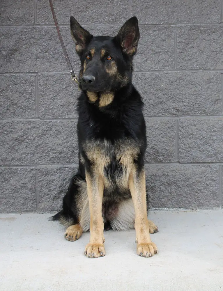 Widow Von Der Gauner