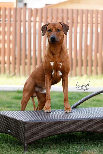 CH Int, Rus, Blr, Croatia Dreamer's Way Aragorn The King Of Ring