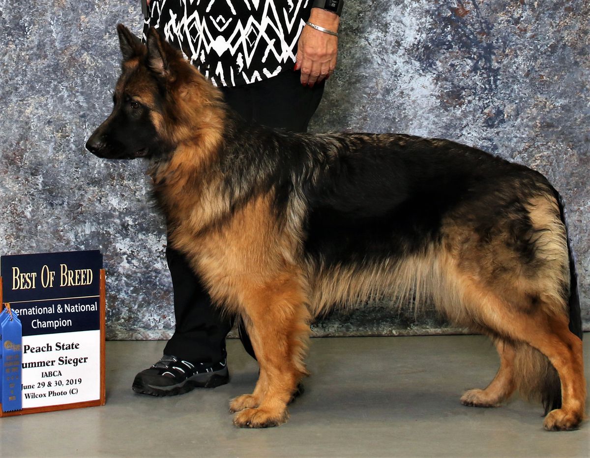 International Puppy Champion IABCA Biene vom Richter's