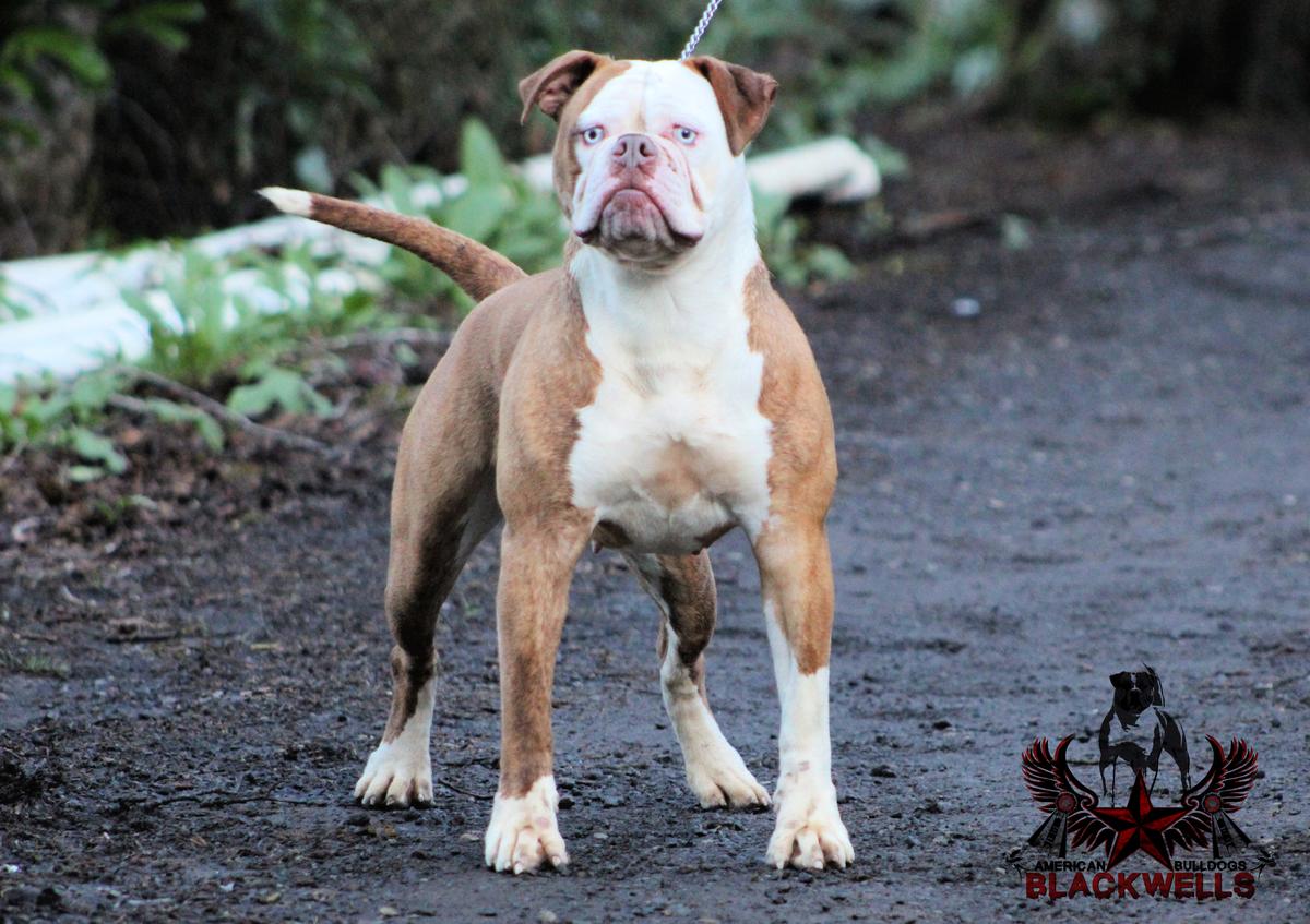 UKC Champion, IABCA International Champion Blackwell's Rox