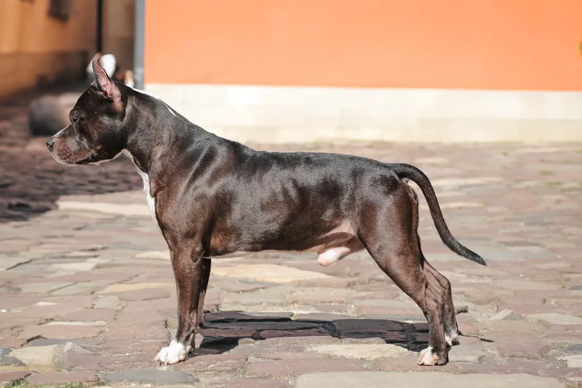 INT CH, MULTI CH Gelentwagen Lemberg Dominant Dog